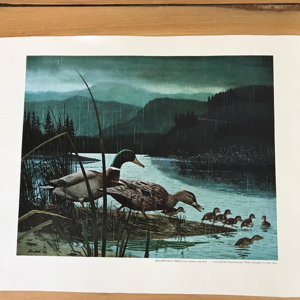 Mallard Duck Family Art Print Stan Galli for Weyerhaeuser Vintage Lake Scene